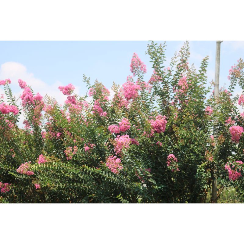 Tanaman hias bunga Sakura tropis pink | Shopee Indonesia