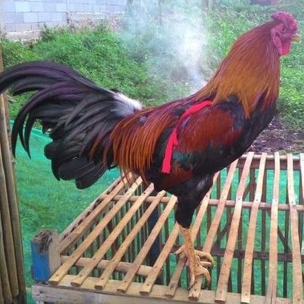 Ayam Kampung size Super Besar Hidup | Shopee Indonesia