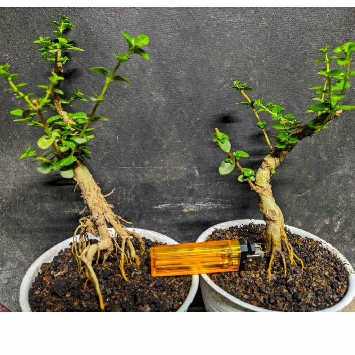 Jual Bonsai Sancang (Premna Microphylla) Program Mame Cakep  Indonesia|Shopee Indonesia
