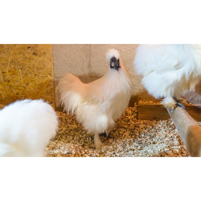 Jual Ayam Kapas Coklat Indukan | Shopee Indonesia