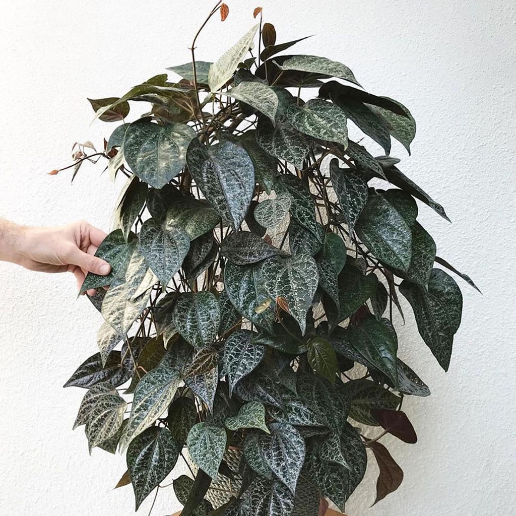TANAMAN HIAS GANTUNG Sirih merah (Piper ornatum) Shopee Indonesia