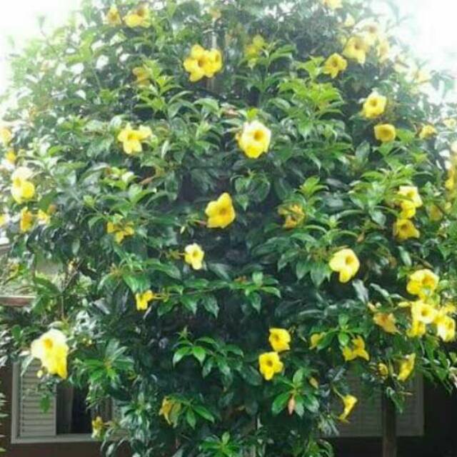 Gambar Bunga Alamanda