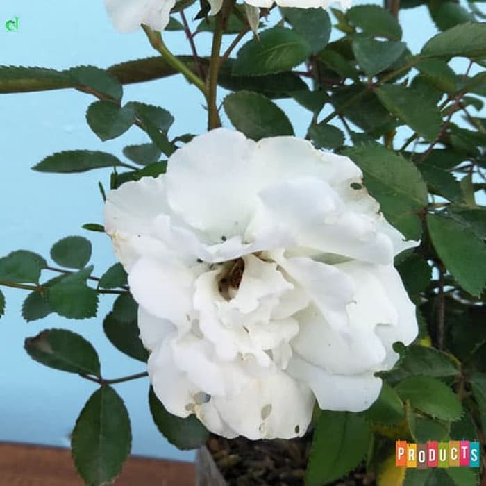 Tanaman Bunga Mawar Baby rambat warna putih ukuran besar Shopee Indonesia