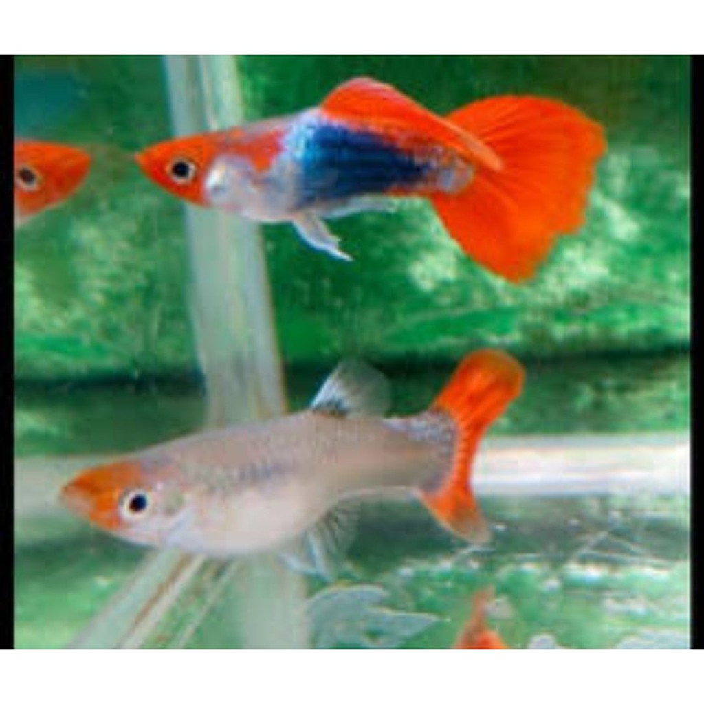 Tuxedo Koi Guppy For Sale jeepwranglerrubiconblog