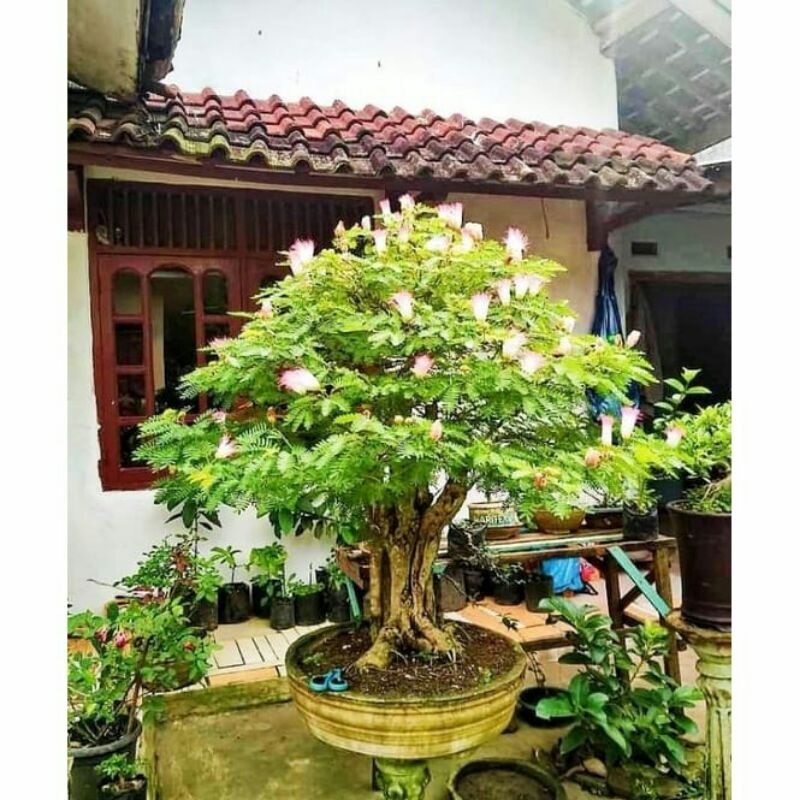 Jual Bahan Bonsai Kaliandra Cangkokan Indonesia|Shopee Indonesia
