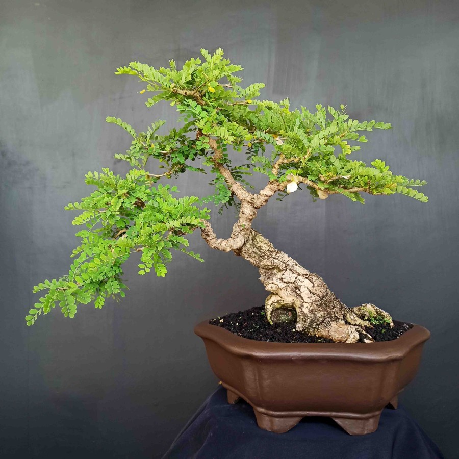 Jual Bonsai Tanaman Hias Pohon Asem Saraf Stylle Semi Cascade Prospek  Indonesia|Shopee Indonesia