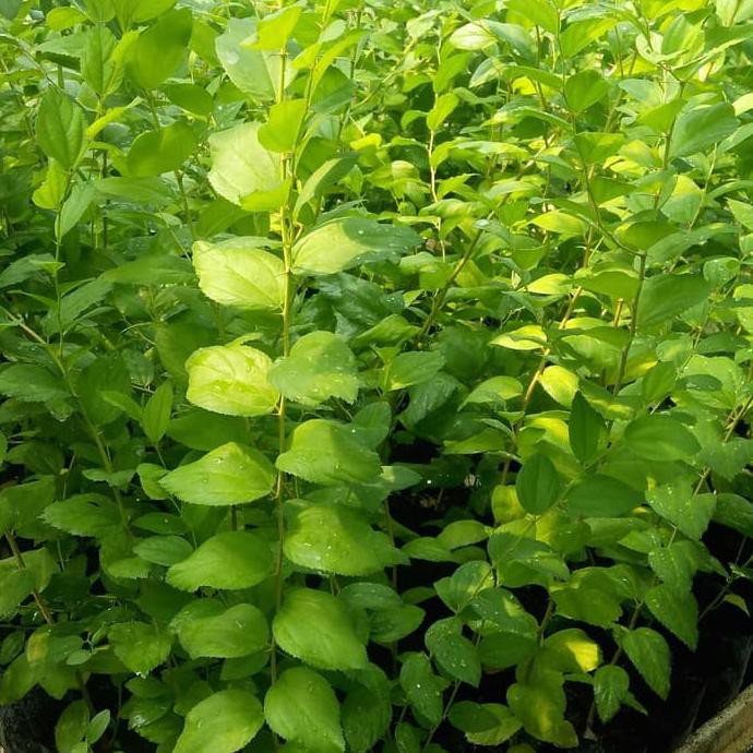 Daun Bidara Siap Packing