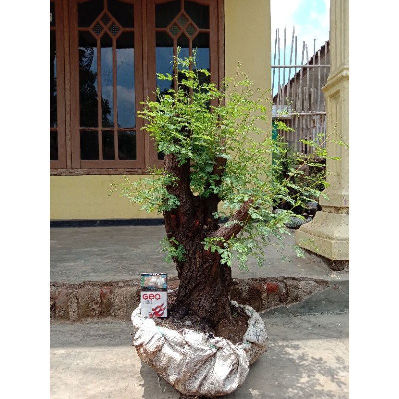 Jual Bonsai Arabika Klampis Ireng Indonesia|Shopee Indonesia