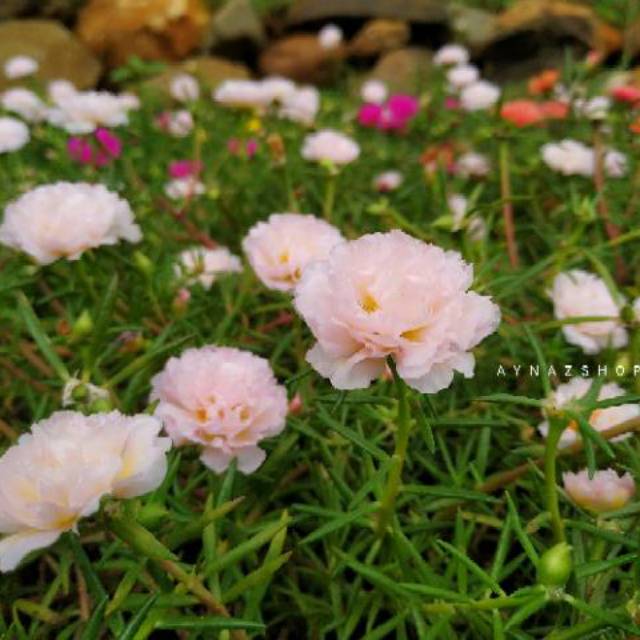 Krokot /Mawar Tanah /Mossrose / moss rose /portulaca Tanaman hias SOFT