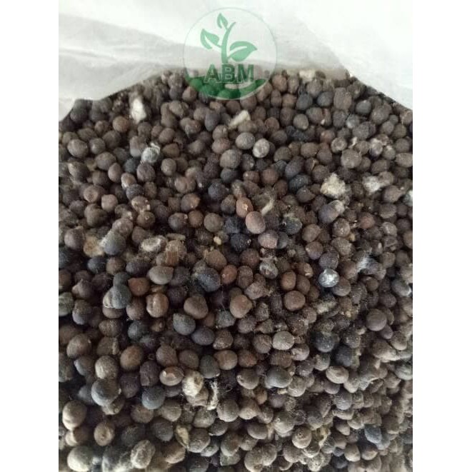 Benih Biji Kapuk Randu Klenteng | Shopee Indonesia