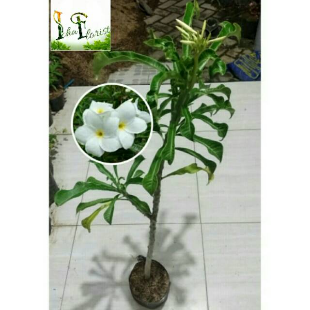 Tanaman Bunga Pagoda Putih | Shopee Indonesia