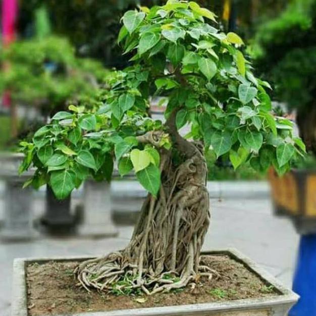 Jual Bibit Tanaman Hias Langka Pohon Bodhi Ide Indonesia|Shopee Indonesia