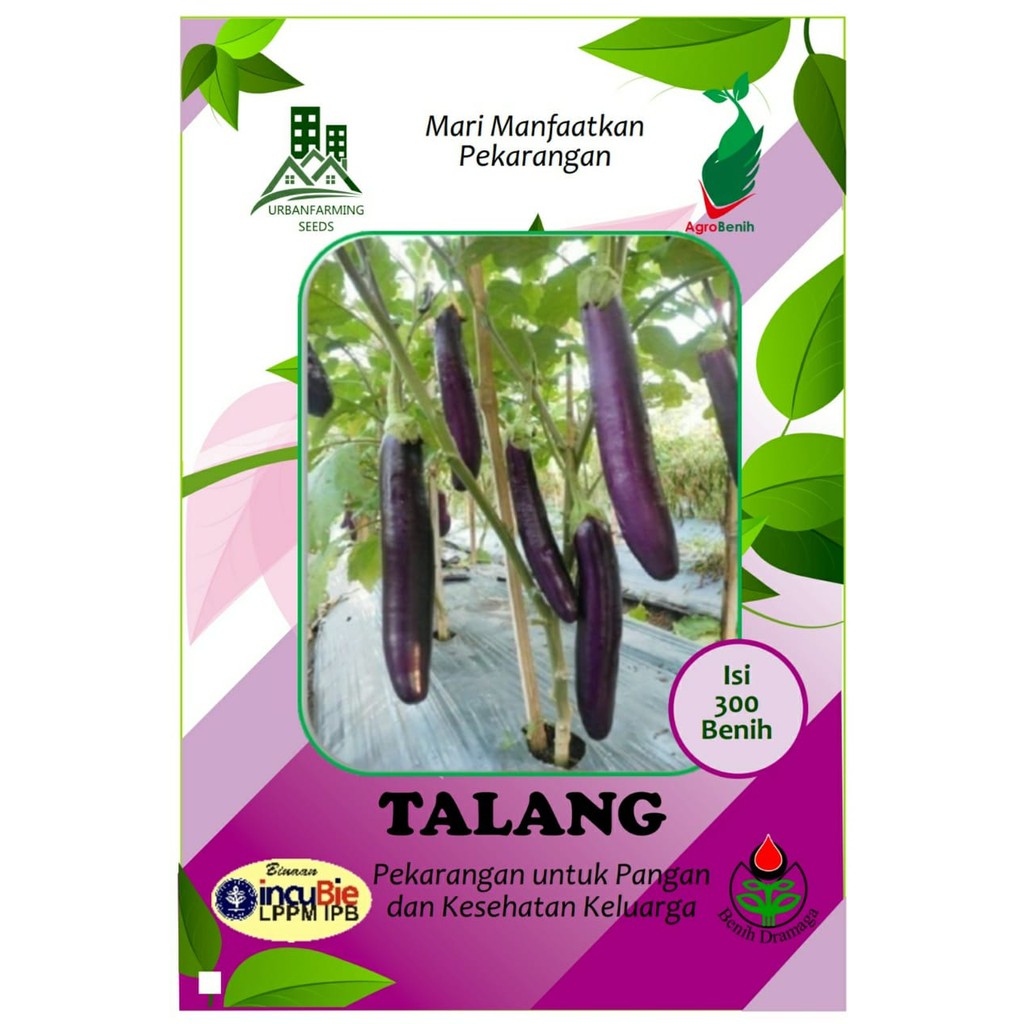 Benih Terong Panjang Ungu TALANG Shopee Indonesia