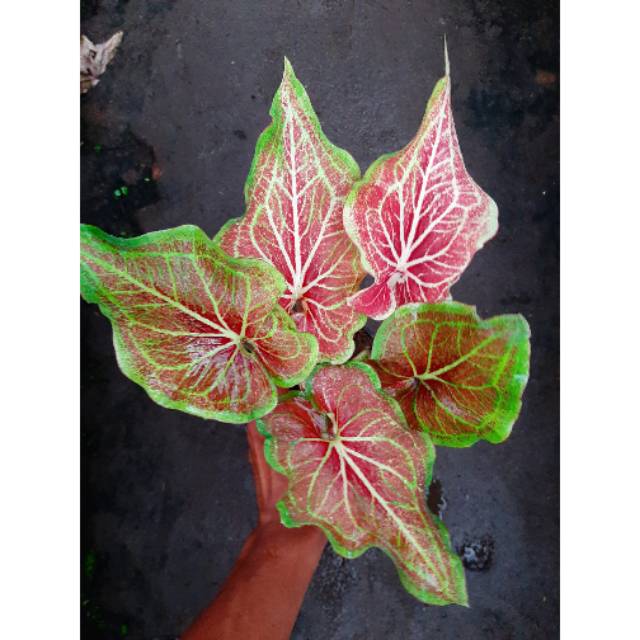 17+ Gambar Tanaman Hias Caladium Koleksi Rial