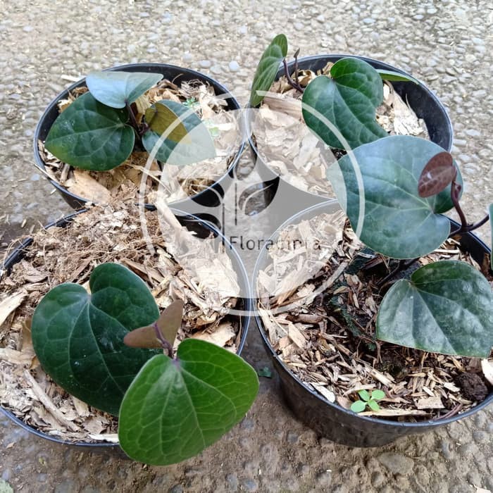 Terbaru 24+ Gambar Daun Sirih Hitam Asli