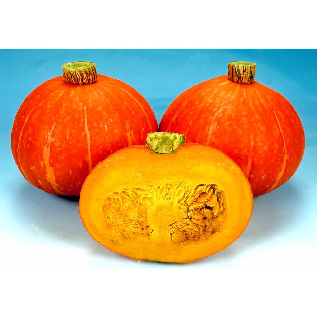 1 biji benih labu waloh F1 RED PUMPKIN EASTERN waluh merah bibit