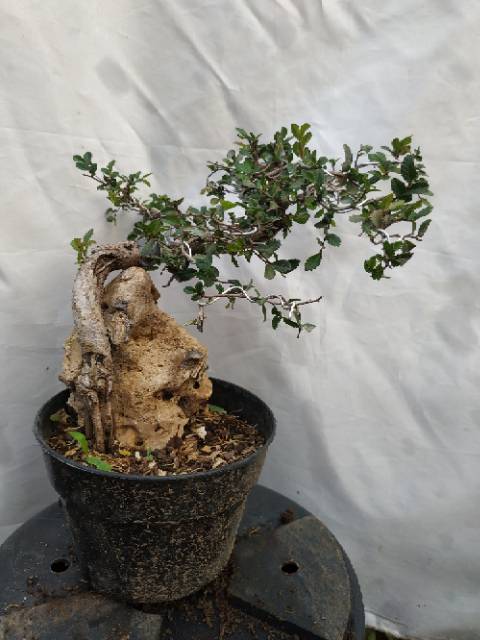 Jual Bakalan Bonsai Ulmus Micro Indonesia|Shopee Indonesia
