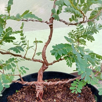 Jual Bonsai Asem Jawa Gabungan Indonesia|Shopee Indonesia