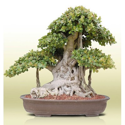 Jual Bahan Bonsai Beringin Dolar / Ficus Microcarpa Green Island  Indonesia|Shopee Indonesia