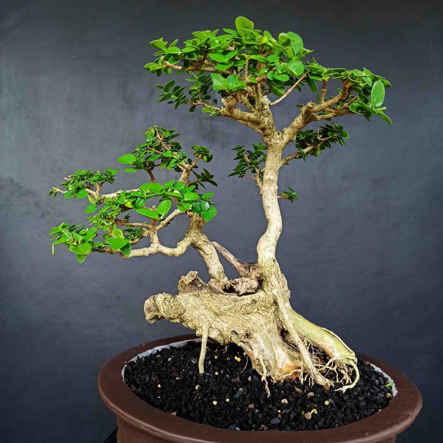 Jual Tanaman Pohon Wahong Sancang Wacang Bonsai Stek Ke Kinian Double Jenis  Indonesia|Shopee Indonesia