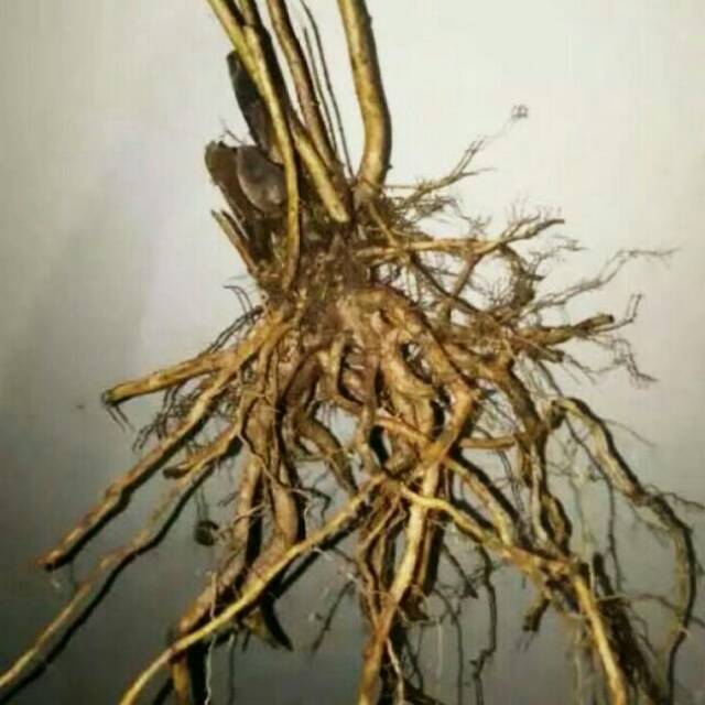 AKAR AQUASCAPE AKAR SENGGANI Shopee Indonesia