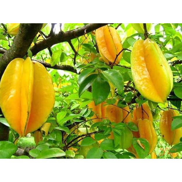 Tanaman Buah Bibit Pohon Belimbing Dewi Manis - Tanaman Buah Belimbing  Kuning Manis Dm12 | Shopee Indonesia
