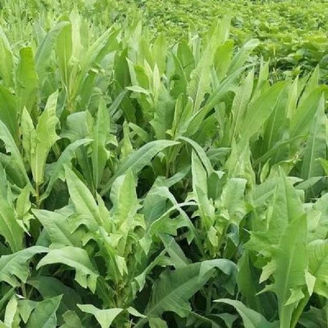 100 Benih fumak daun besar Shopee Indonesia
