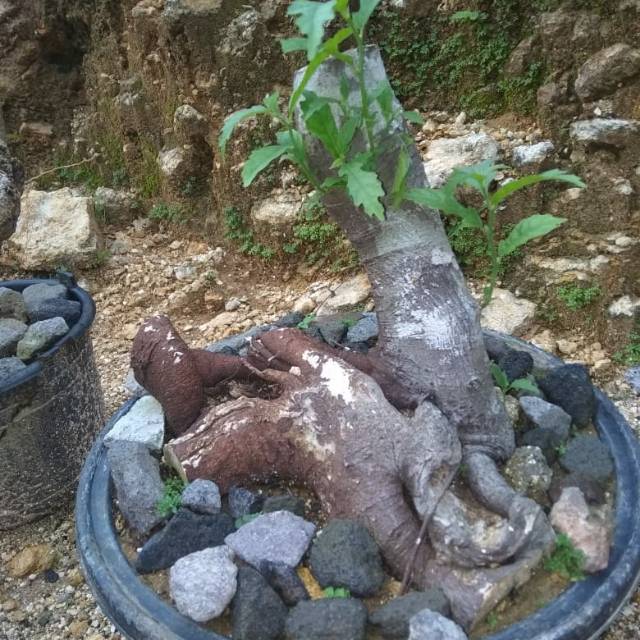 Jual Bahan Bonsai Ampelas Hitam Indonesia|Shopee Indonesia