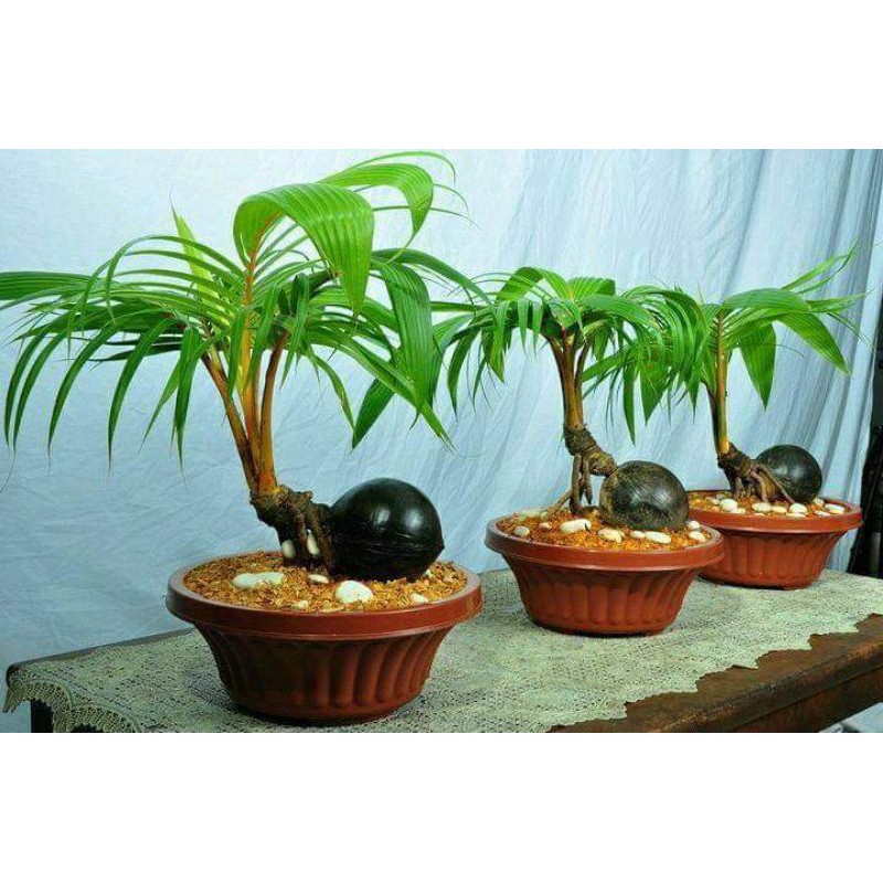 Jual Bahan Bonsai Kelapa Gading Dan Hibrida Kuning Indonesia|Shopee  Indonesia