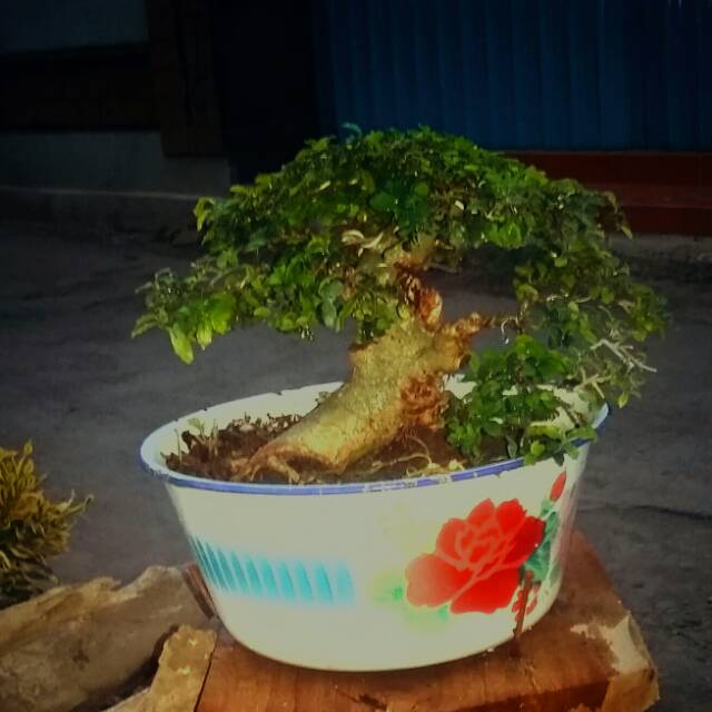 Jual Mame Bonsai Serut Tinggi 22Cm Berat 5Kg Tumbuh Subur Dan Terawat Usia  Perawatan 3 Tahun Siap Pajang Indonesia|Shopee Indonesia