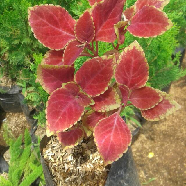 Jual tanaman hias miana merah Shopee Indonesia