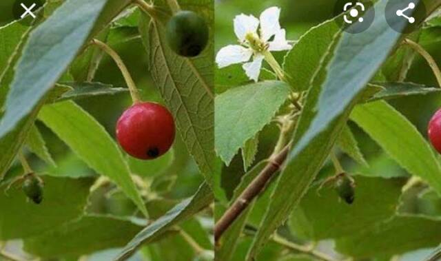 Daun kersen / Daun Ceri Segar 250 Gram | Shopee Indonesia