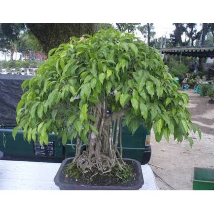 Jual New Biji Bibit Benih Bonsai Beringin Indonesia|Shopee Indonesia