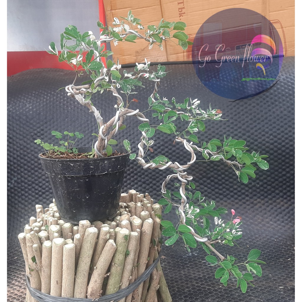 Jual Bonsai Asem Londo Pithecellobium Dulce Asem Kranji Indonesia|Shopee  Indonesia