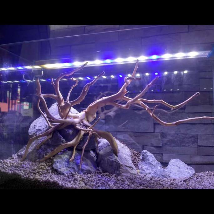 Aquarium Aquascape Lampu Led Yang Hw 120 Uk 1,5 M 150 Cm Gantung | Shopee  Indonesia