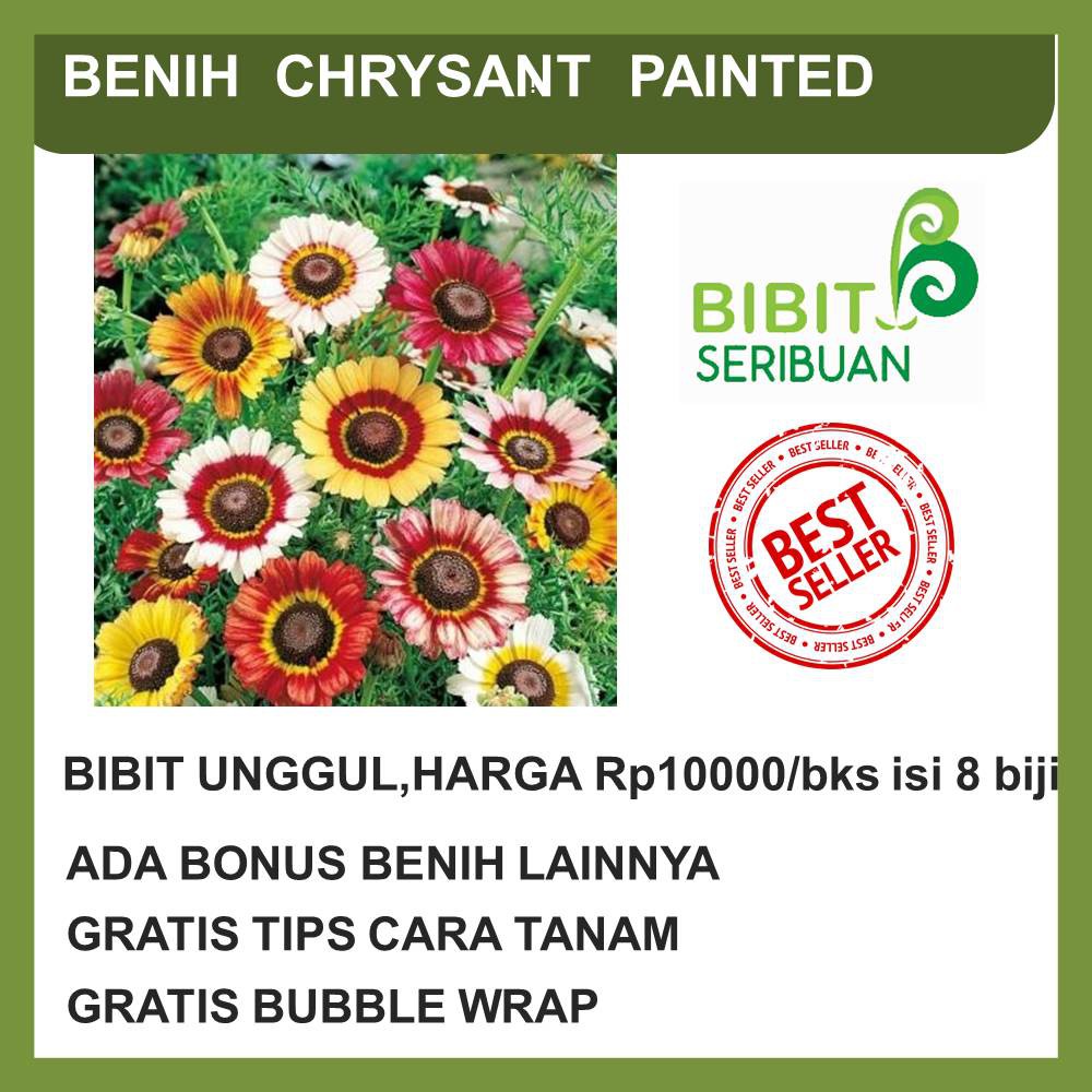 BENIH BUNGA KRISAN IMPORT | Shopee Indonesia