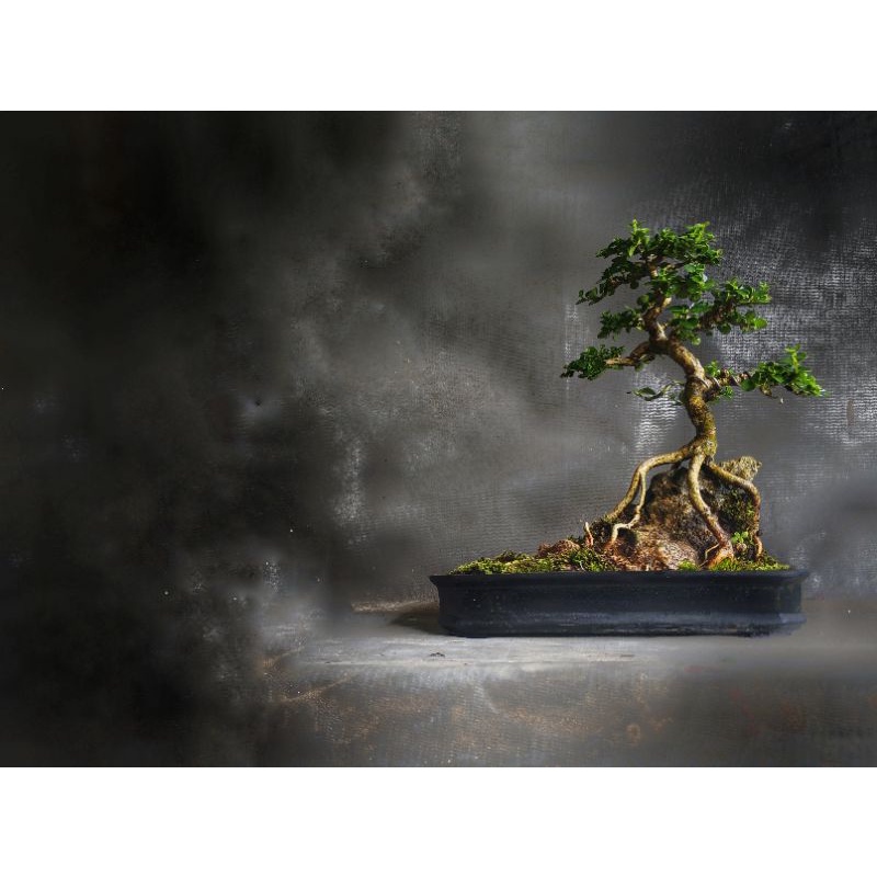 Jual Bonsai Penjing Sancang Indonesia|Shopee Indonesia
