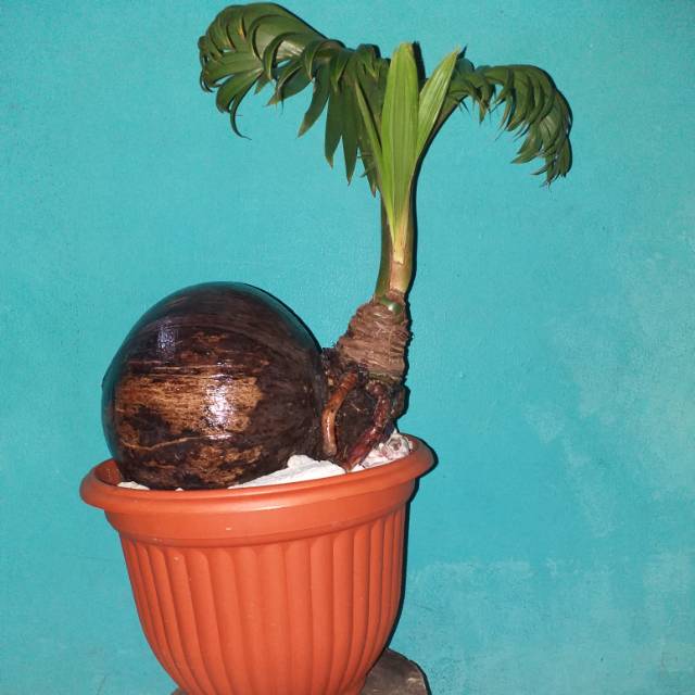 Jual Bonsai Kelapa Pecah Daun/Bonkla Sayur Pecah Daun Siap Pajang  Indonesia|Shopee Indonesia