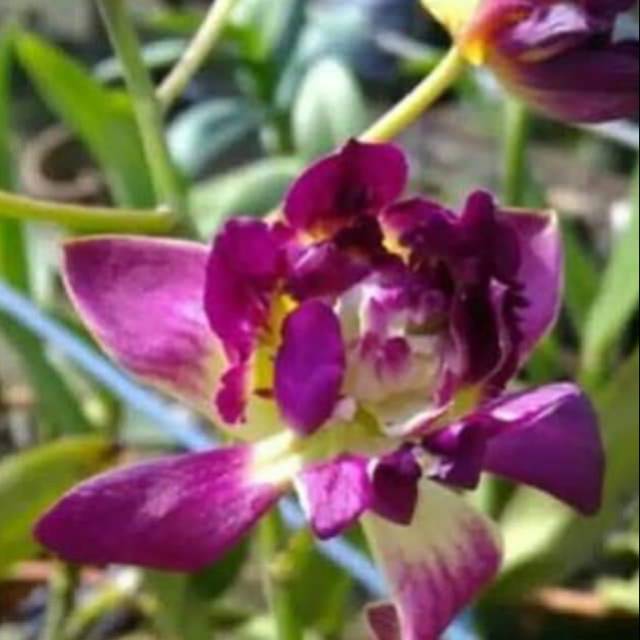 41+ Gambar Bunga Anggrek Dan Mawar Populer Informasi Seputar Tanaman Hias