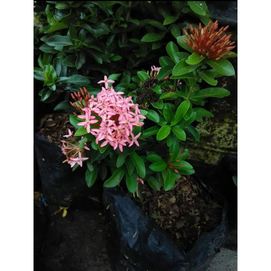 Terbaru 16+ Download Gambar Bunga Asoka Gambar Bunga HD