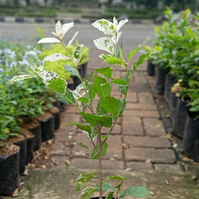 Jual Serut Varigata Indonesia|Shopee Indonesia