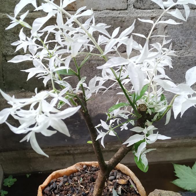 Jual Bonsai Anting Putri Salju Tanaman Hias Anting Putri Bunga  Tiaralarasshop Indonesia|Shopee Indonesia