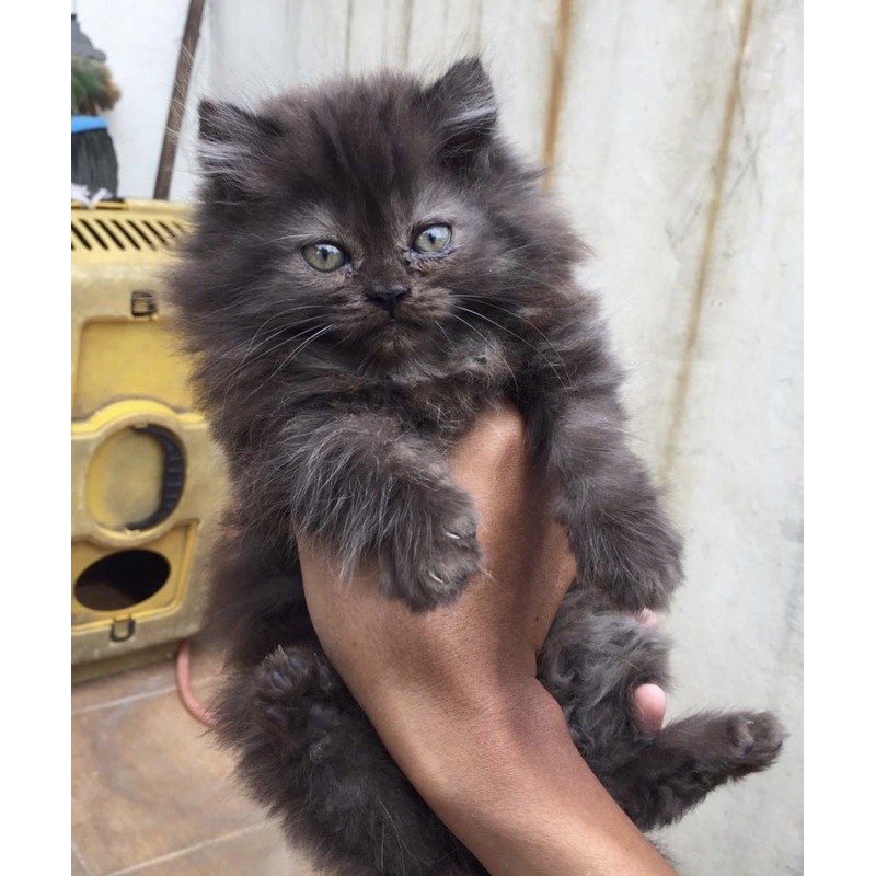 Jual Kucing Persia Kitten Mainchoon Ragdoll Peaknose Bengal Munckhin British Scotis Exotis Unclecathouse Indonesia|Shopee Indonesia