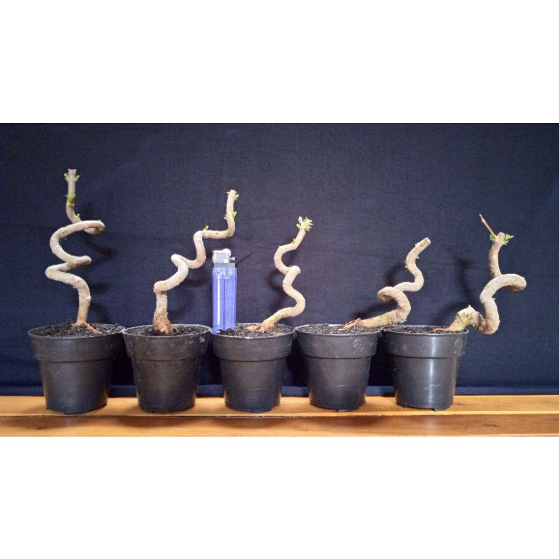 Jual Paket 5 Sancang Meliuk Indonesia|Shopee Indonesia