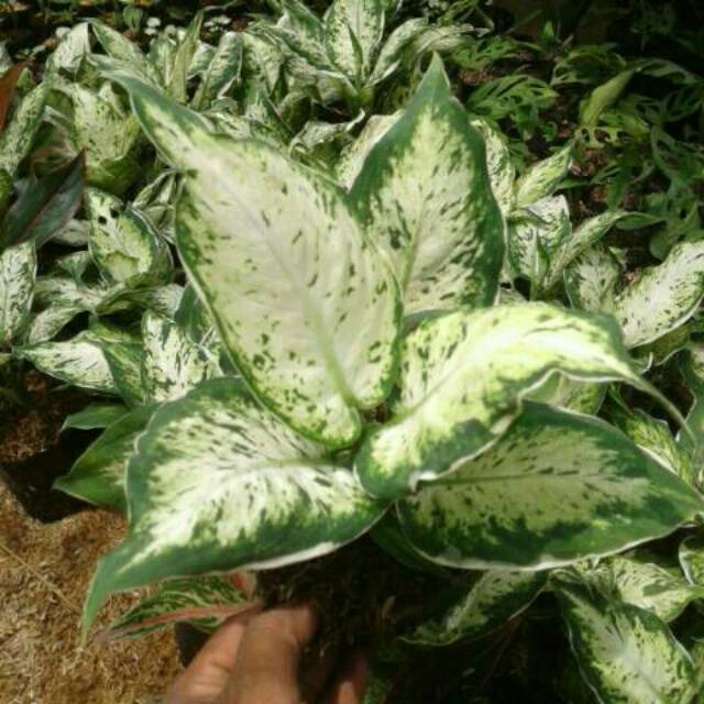 Tanaman hias aglaonema sparkel blanceng aglonema list putih Shopee
