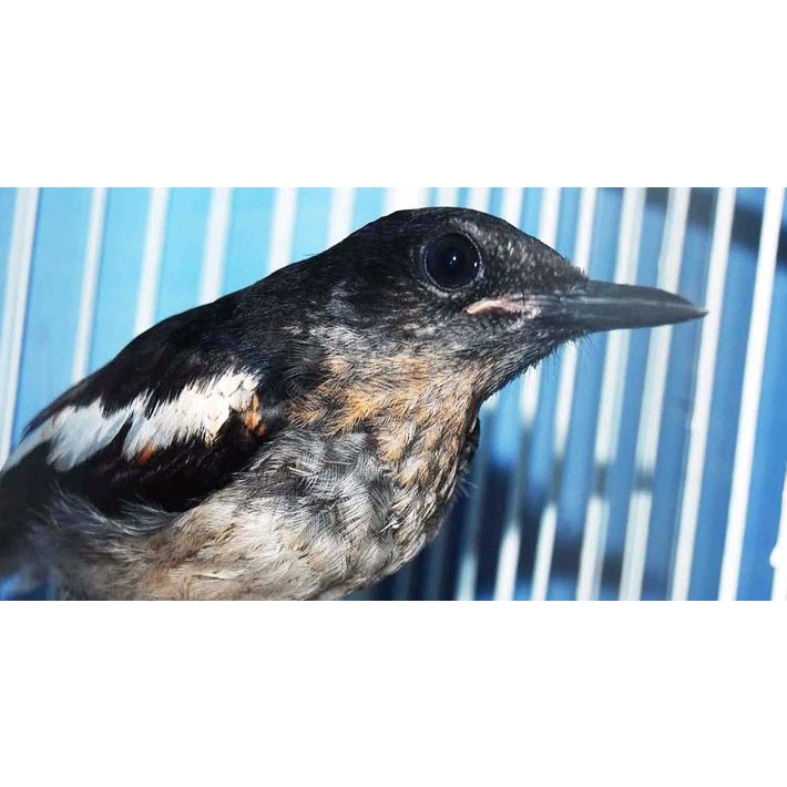 Jual Burung Kacer Daput Kalimantan Trotol Jantan Indonesia|Shopee Indonesia 710_X_710_jpg