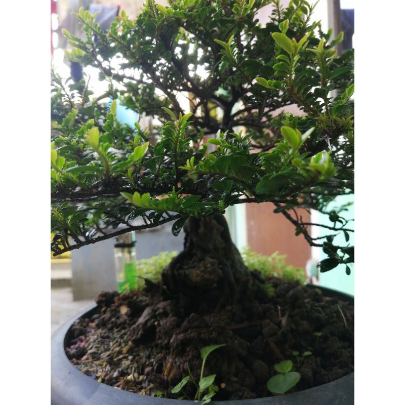 Jual Bonsai Ohna Micro Import Jepang Indonesia|Shopee Indonesia