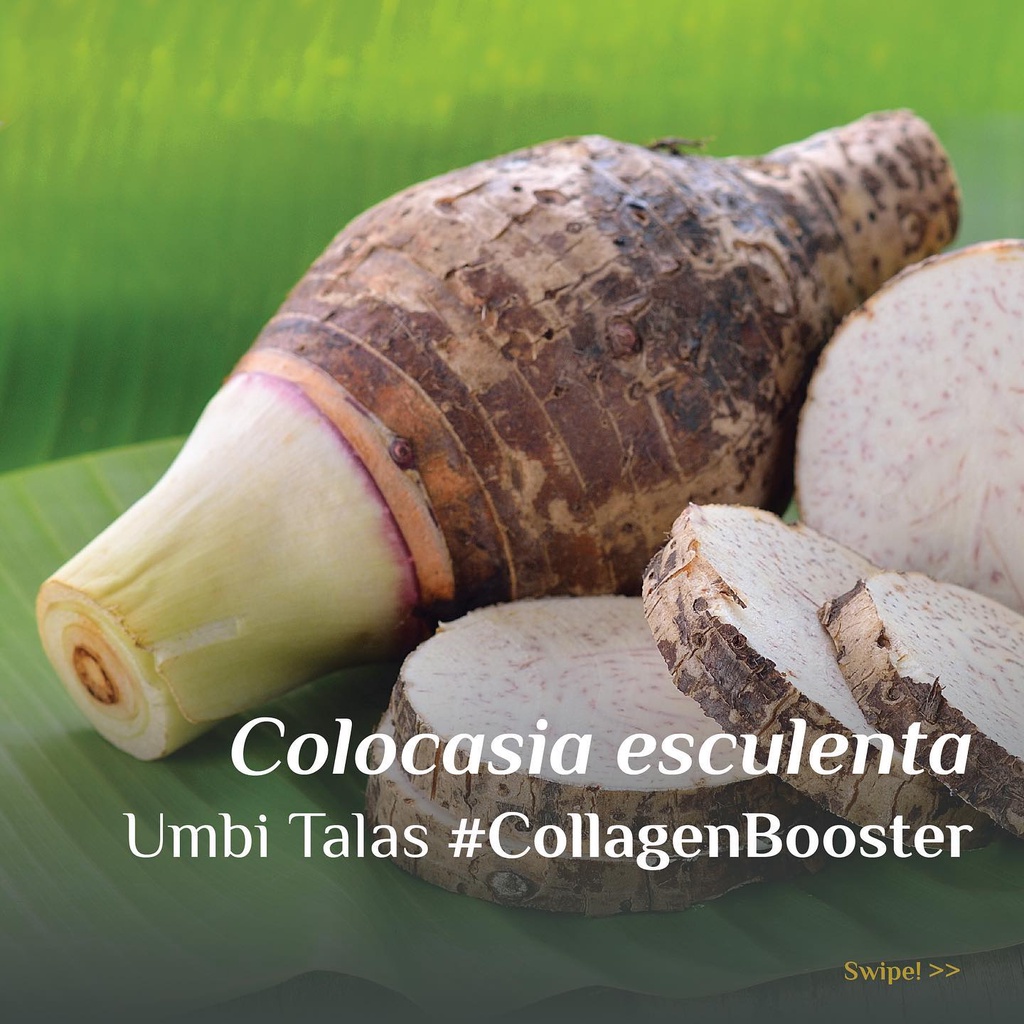 Jual TALAS SEGAR surga kebutuhan ku talas bogor Talas lokal keladi