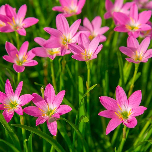 Bibit Bunga lily rain pink/ zephyranthes Shopee Indonesia