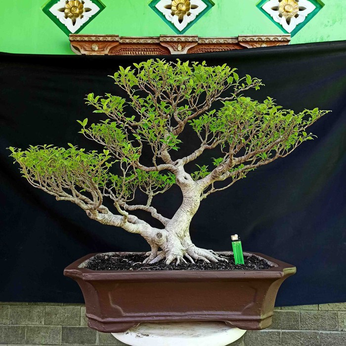 Jual Bonsai Tanaman Hias Pohon Beringin Kimeng Ficus Microcharpa Matang  Indonesia|Shopee Indonesia